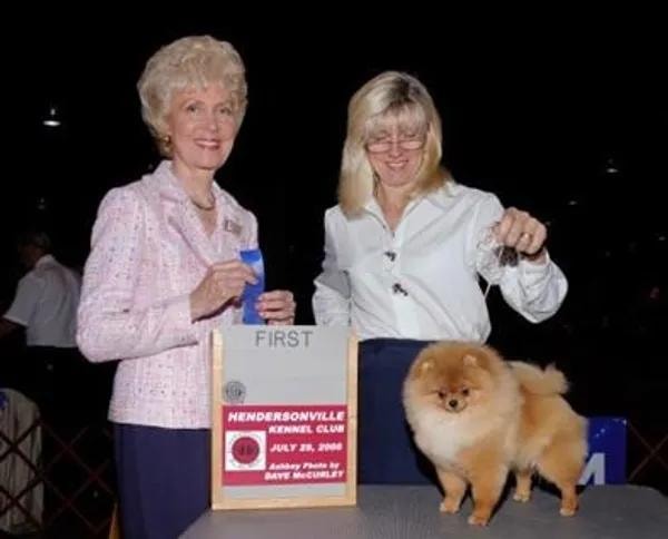 Pomeranian winning first place at the Hendersonville Kennel Club dog show
